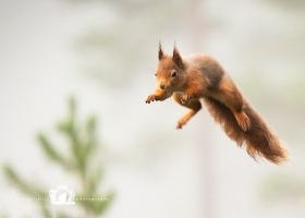 2014-11-25-016-Jo-Foo-Wildlife-Photography-Northshots-Red-Squirrels-WR